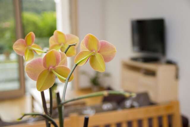 Апартаменты Apartments Brežanin Сутоморе-39